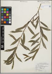 Foto von Salix purpurea L.